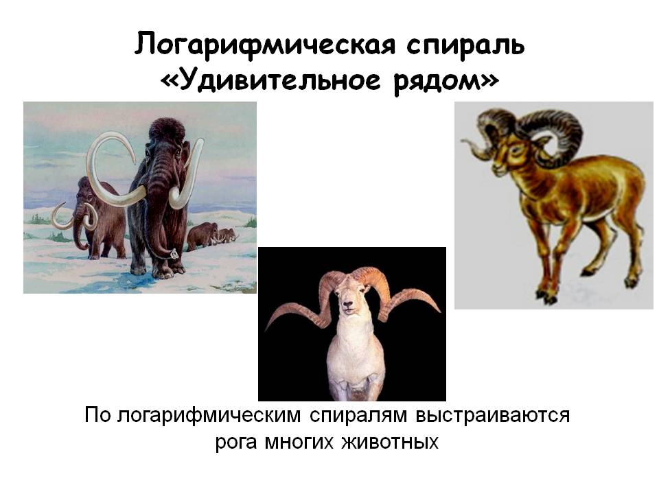 По логарифмическим спиралям выстраиваются рога