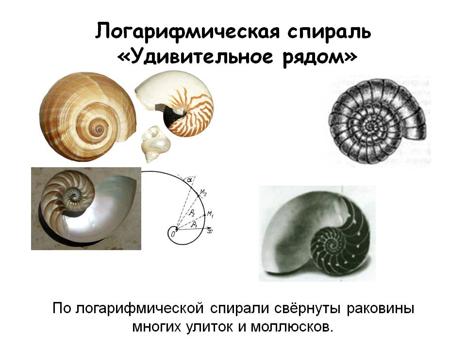 Раковины