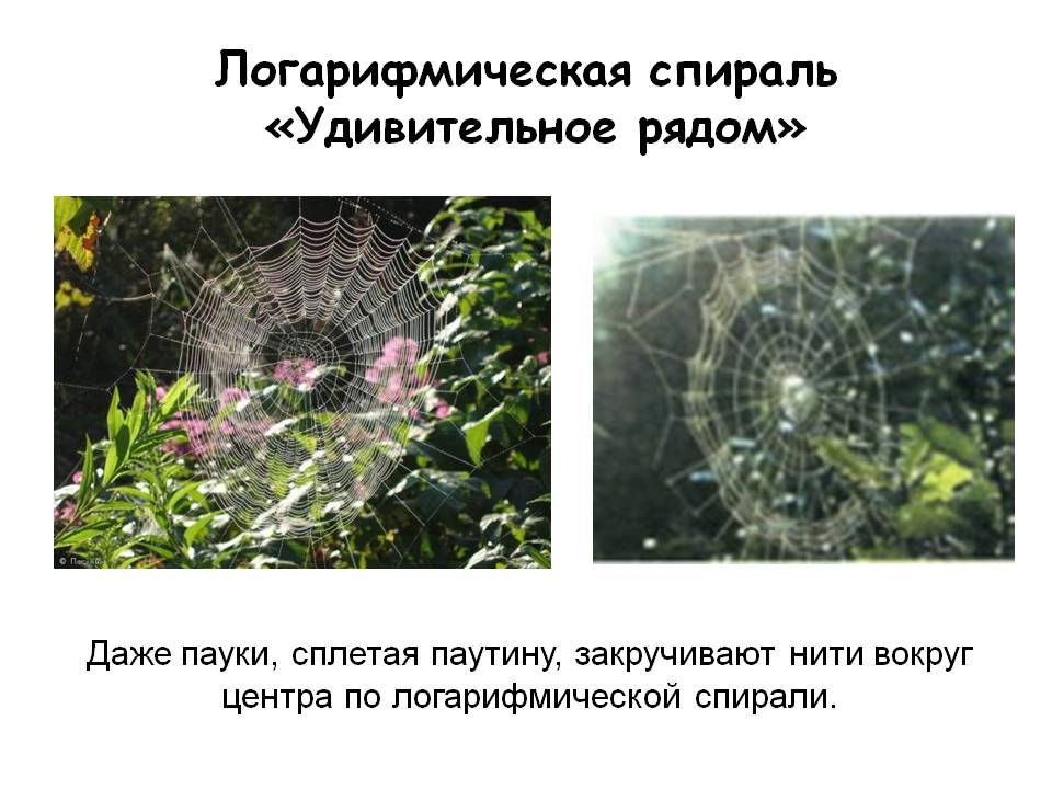 Пауки