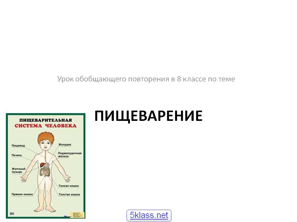 Пищеварение