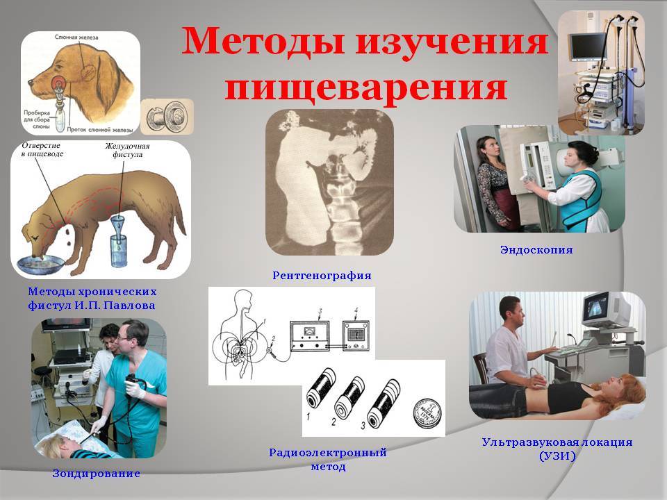 Анатомия пищеварительной системы