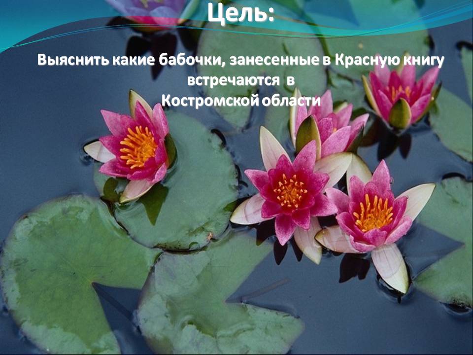 Цель: Выяснить какие бабочки, занесенные в Красную книгу встречаются в