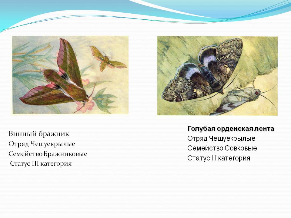 Винный бражник Отряд Чешуекрылые Семейство Бражниковые Статус III