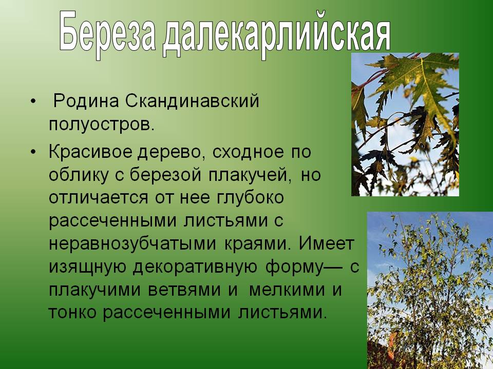 Береза далекарлийская