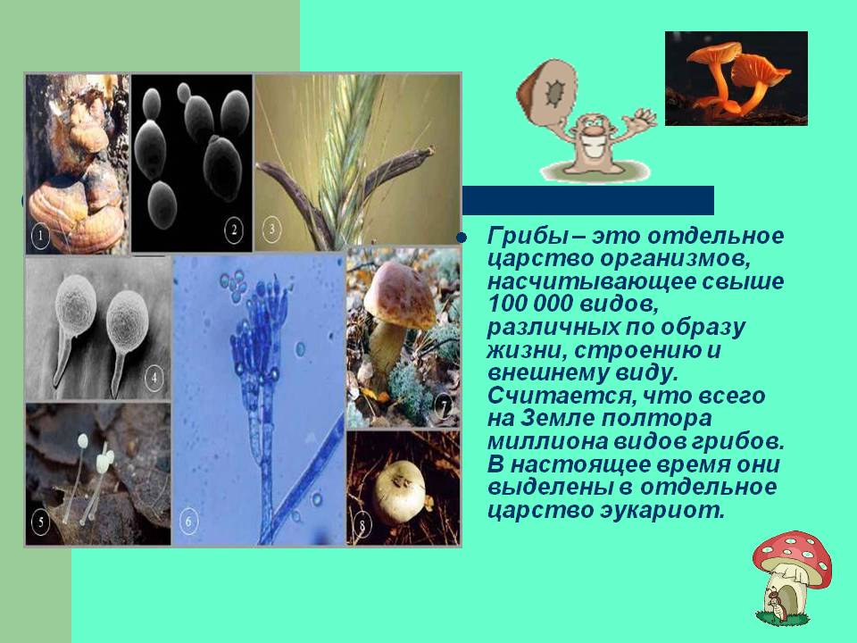 Грибы – это отдельное царство организмов, насчитывающее свыше 100 000