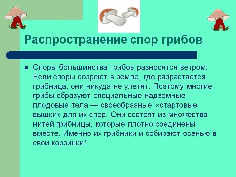 Распространение спор грибов