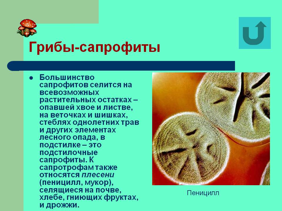 Грибы-сапрофиты