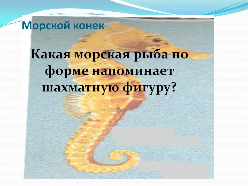 Какая морская рыба по форме напоминает шахматную фигуру