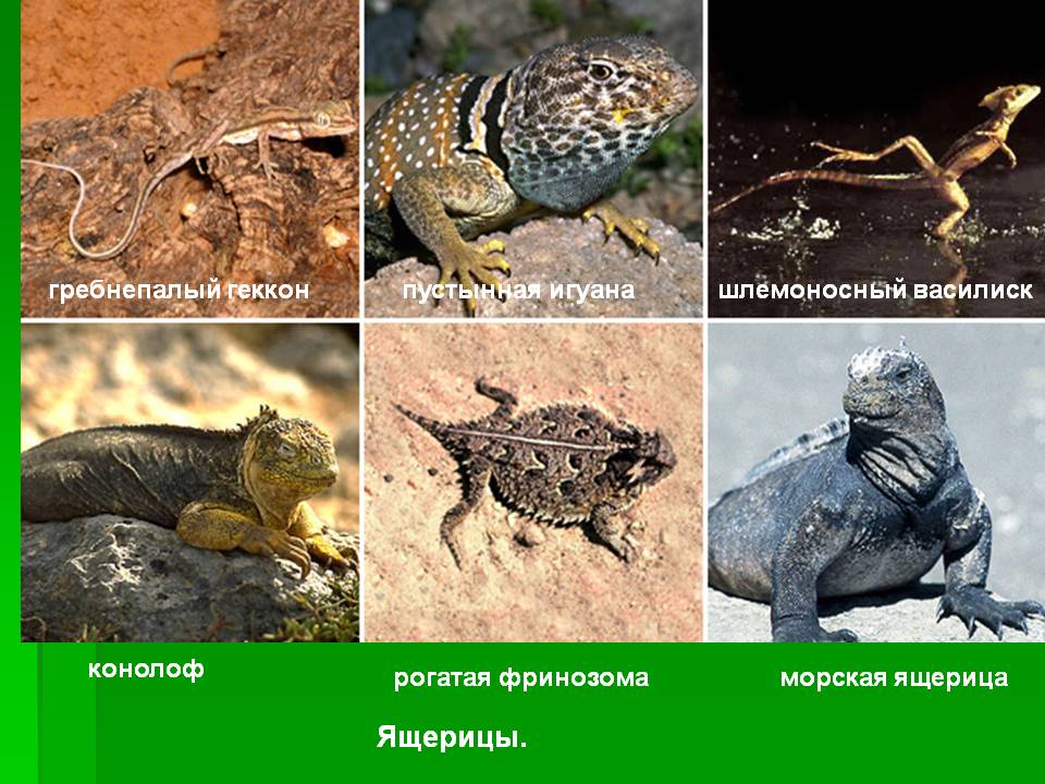 Ящерицы