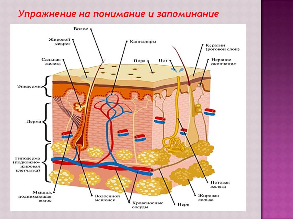 Упражнение на понимание и запоминание