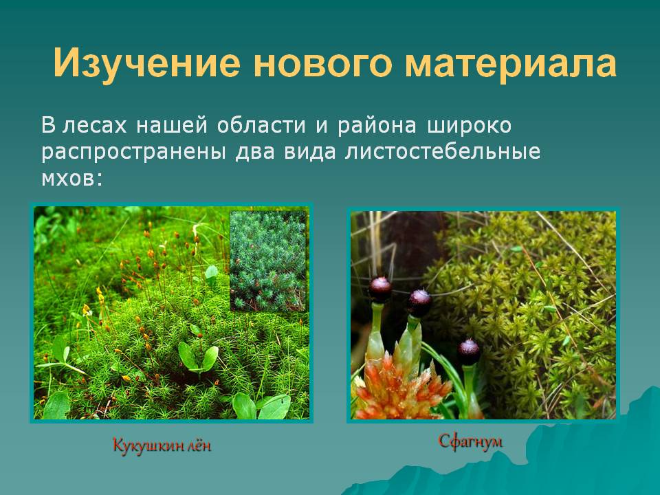 Изучение нового материала