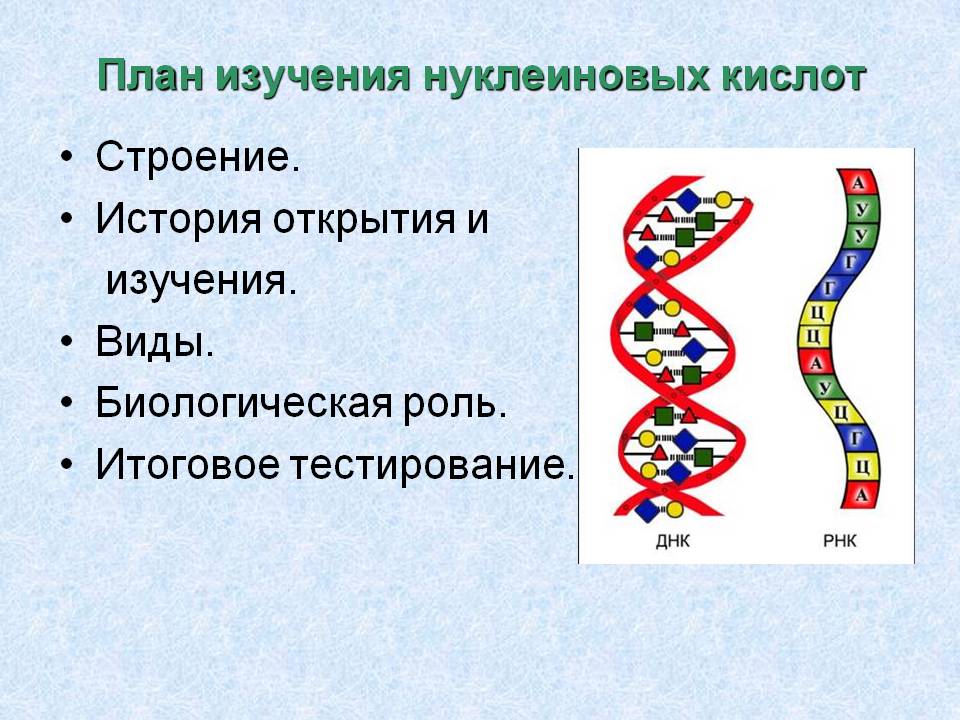 План изучения нуклеиновых кислот