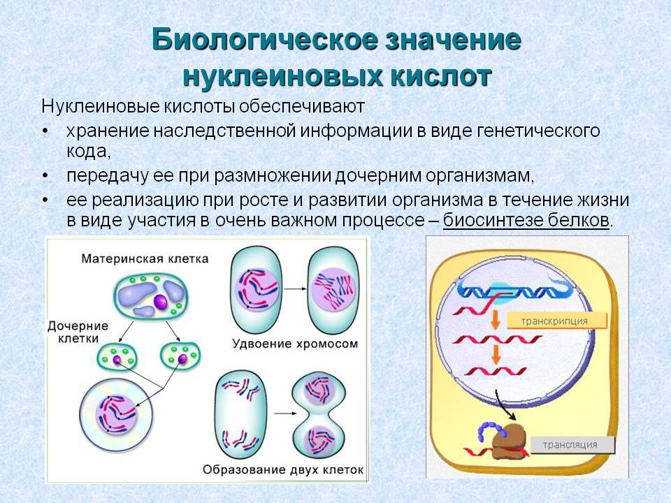 Биологическое значение нуклеиновых кислот