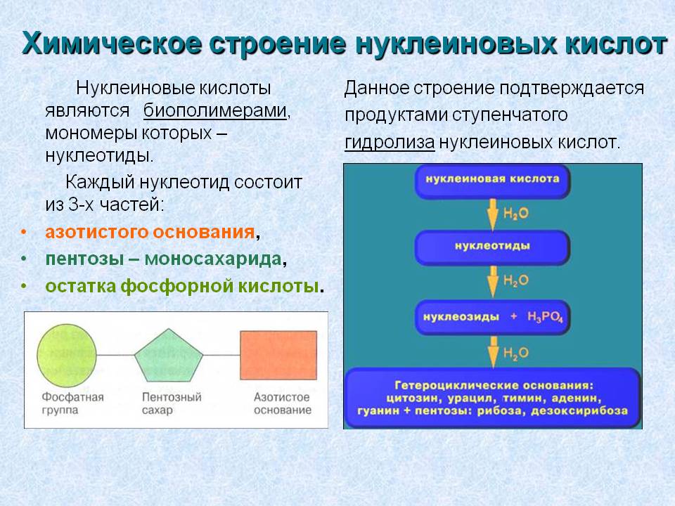 Химическое строение нуклеиновых кислот