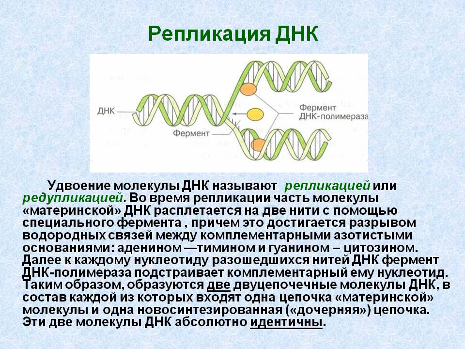 Репликация ДНК