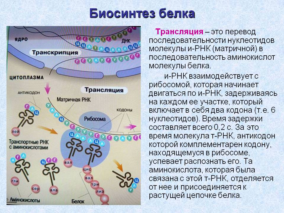 Биосинтез белка