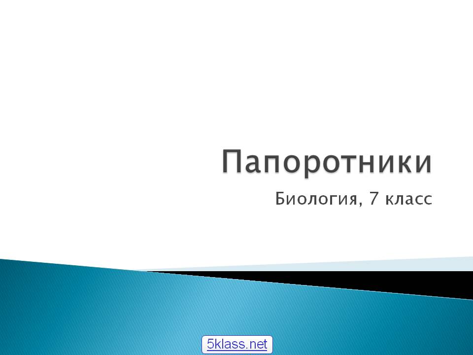 Папоротники