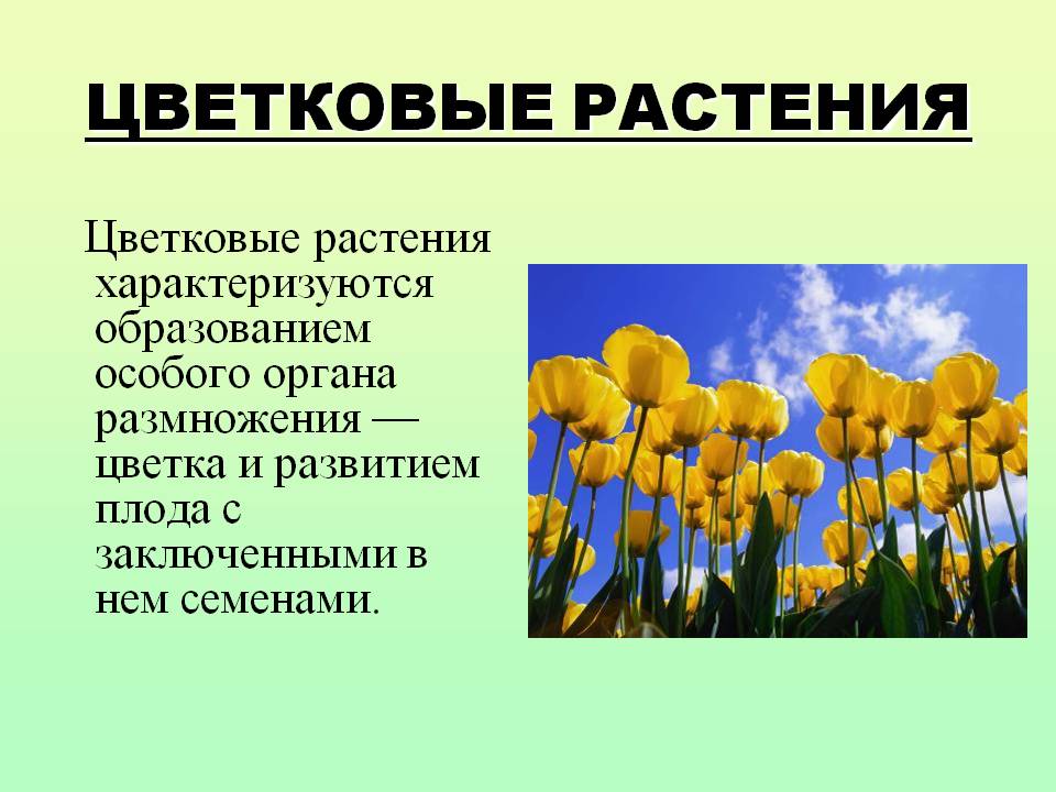 Цветковые растения