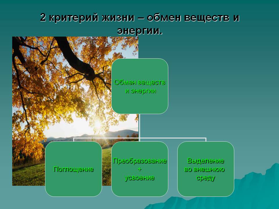 Обмен веществ и энергии