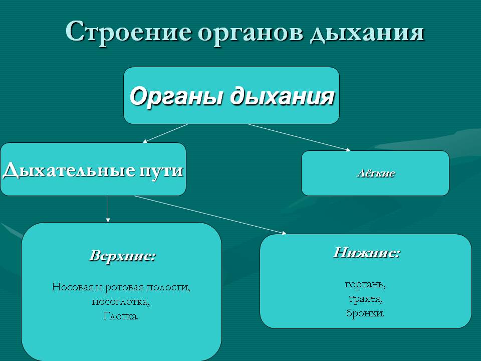 Строение органов дыхания