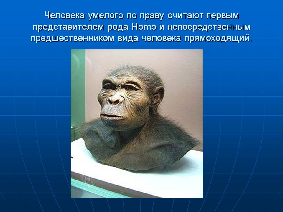 Человека умелого по праву считают первым представителем рода Homo и