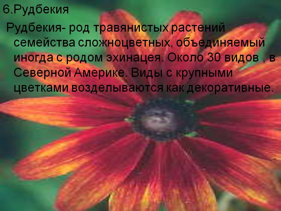 Рудбекия