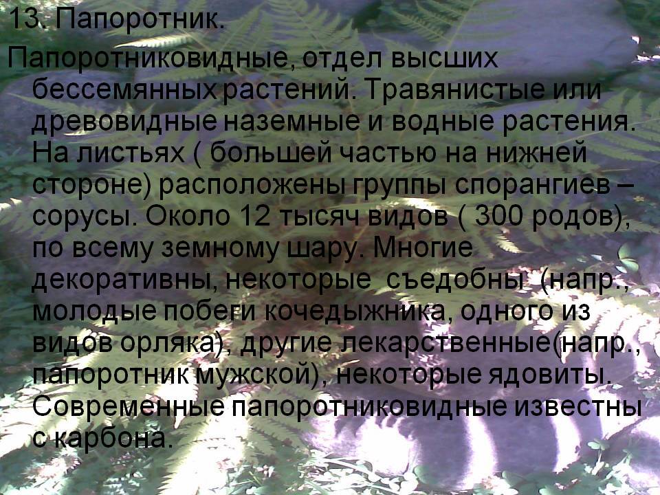Папоротник