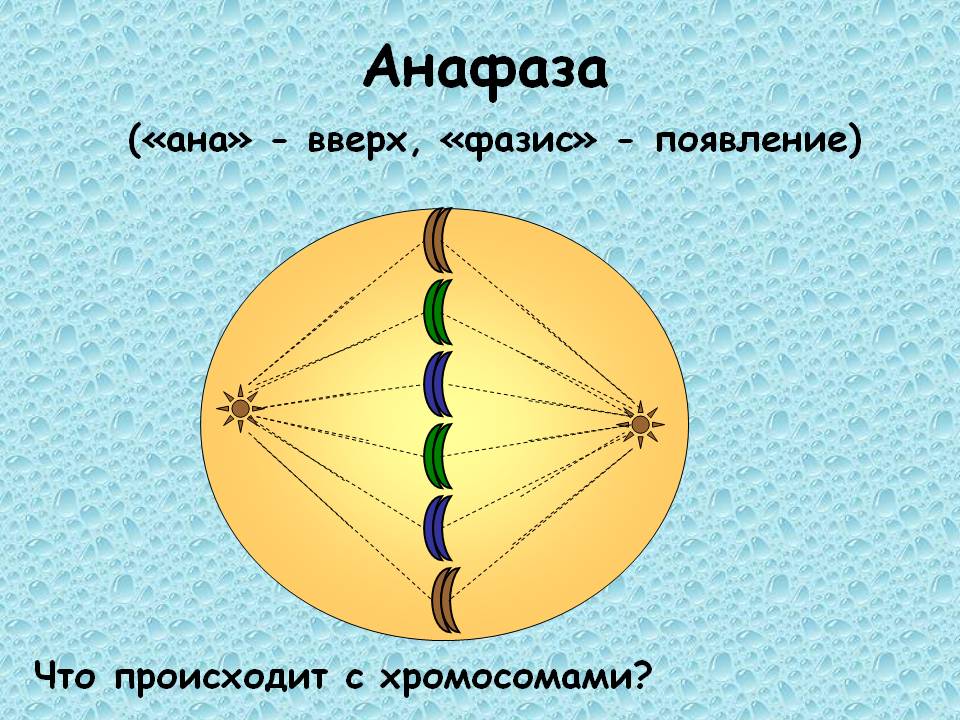 Анафаза («ана» - вверх, «фазис» - появление)