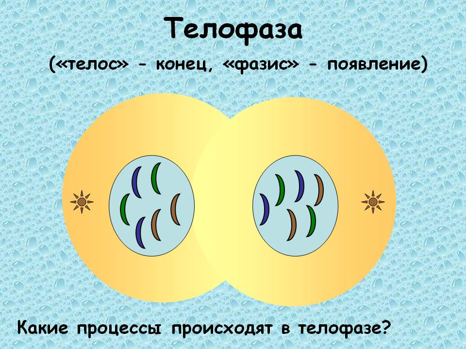 Телофаза («телос» - конец, «фазис» - появление)