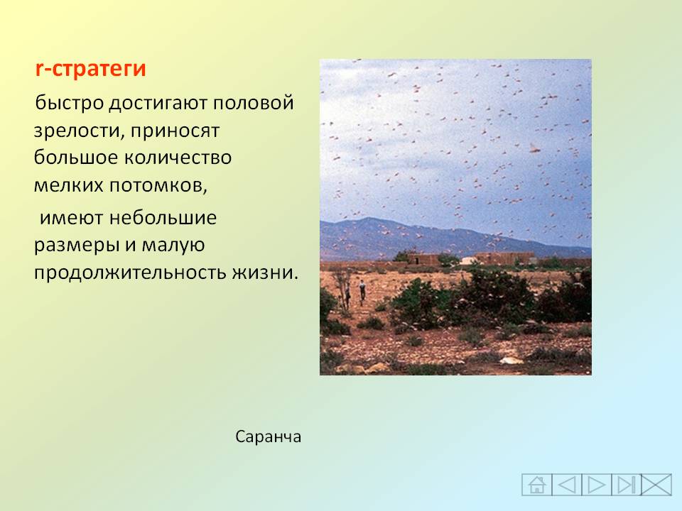R-стратеги