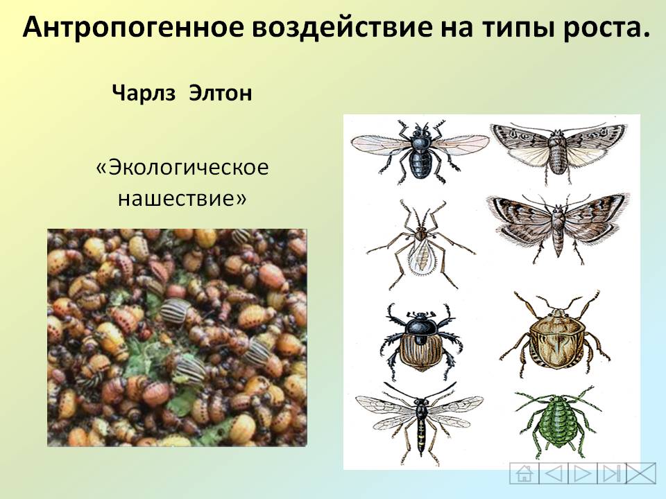 Антропогенное воздействие на типы роста