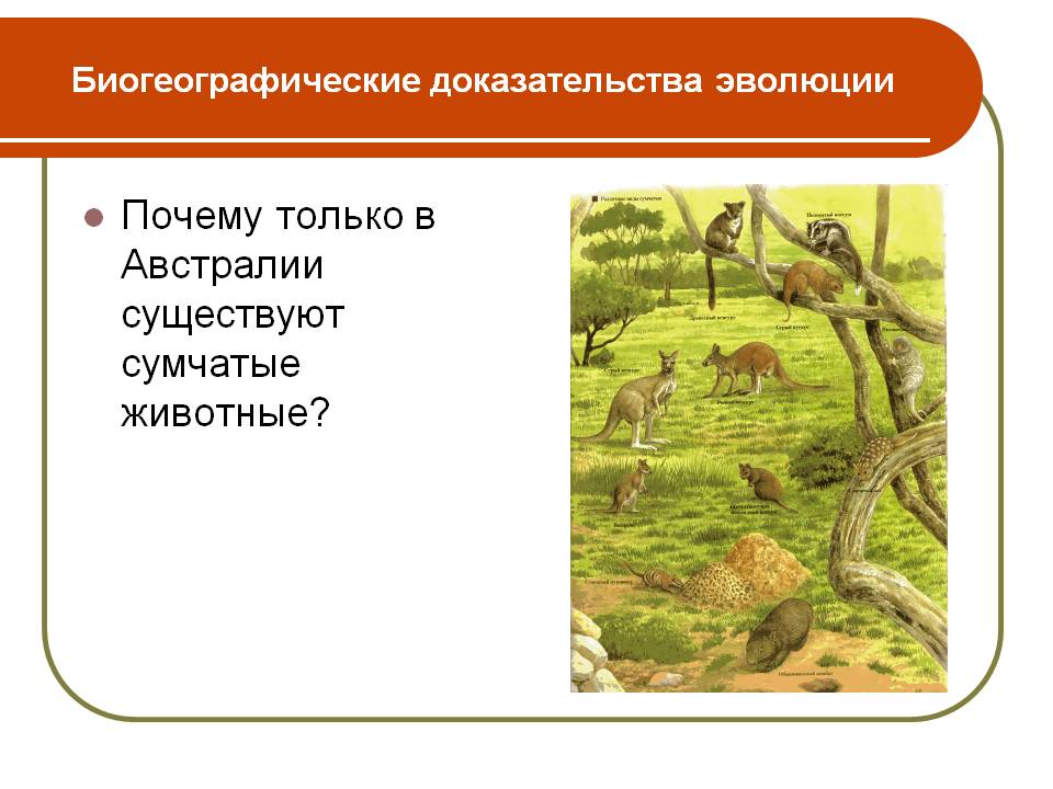 Почему только в Австралии существуют сумчатые животные