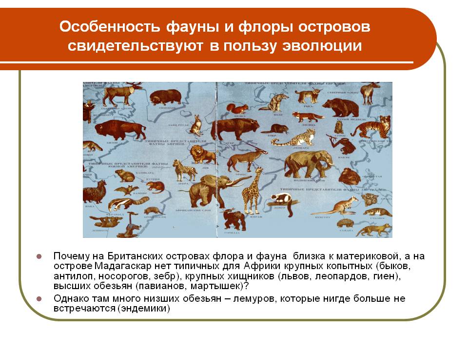 Особенность фауны и флоры островов свидетельствуют в пользу эволюции