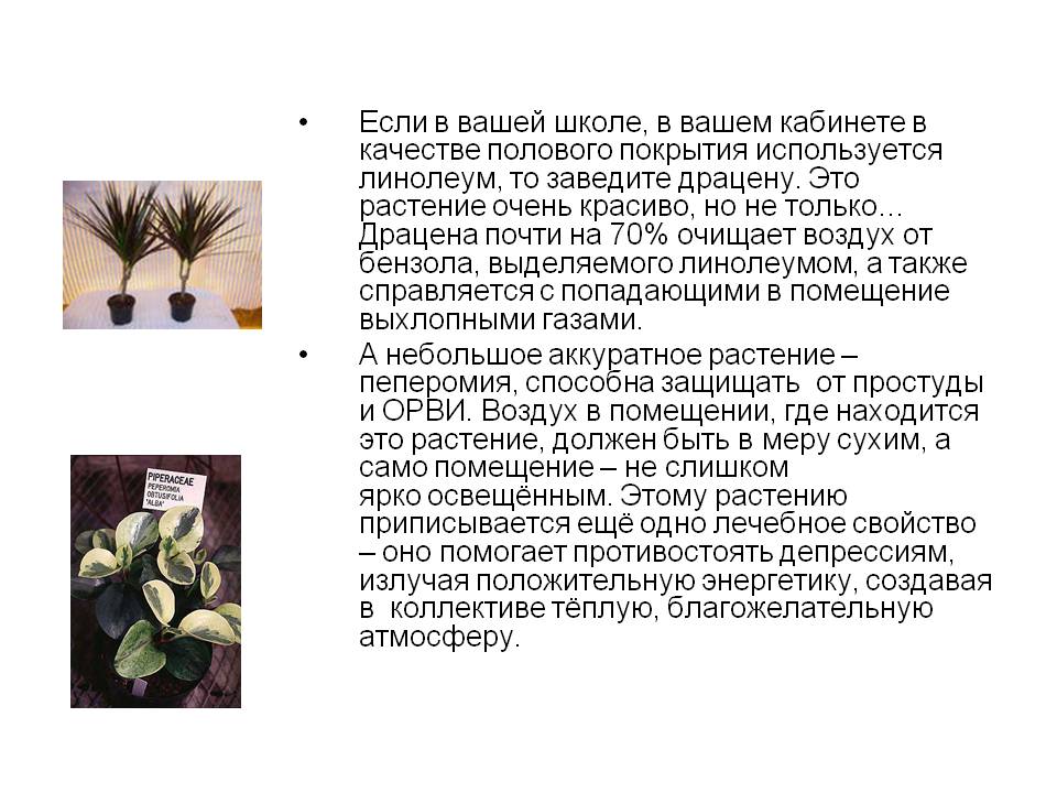 Линолеум
