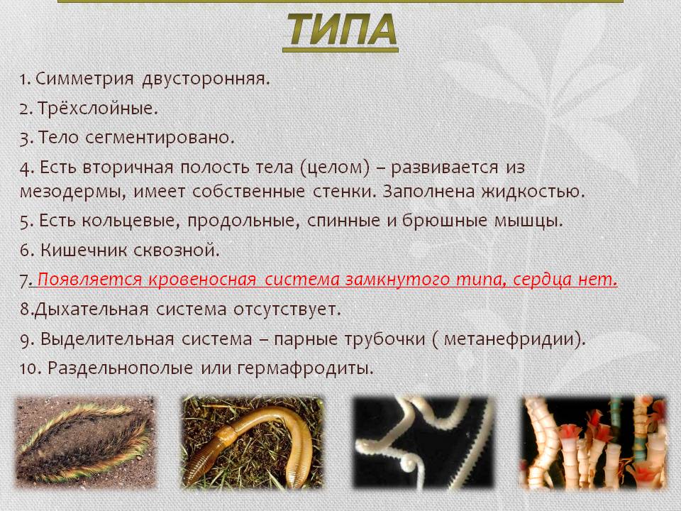 Общая характеристика типа