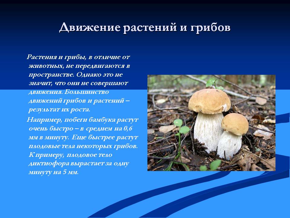 Движение растений и грибов