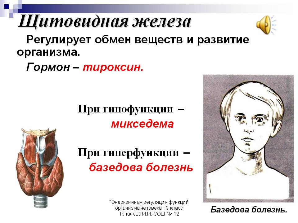Щитовидная железа