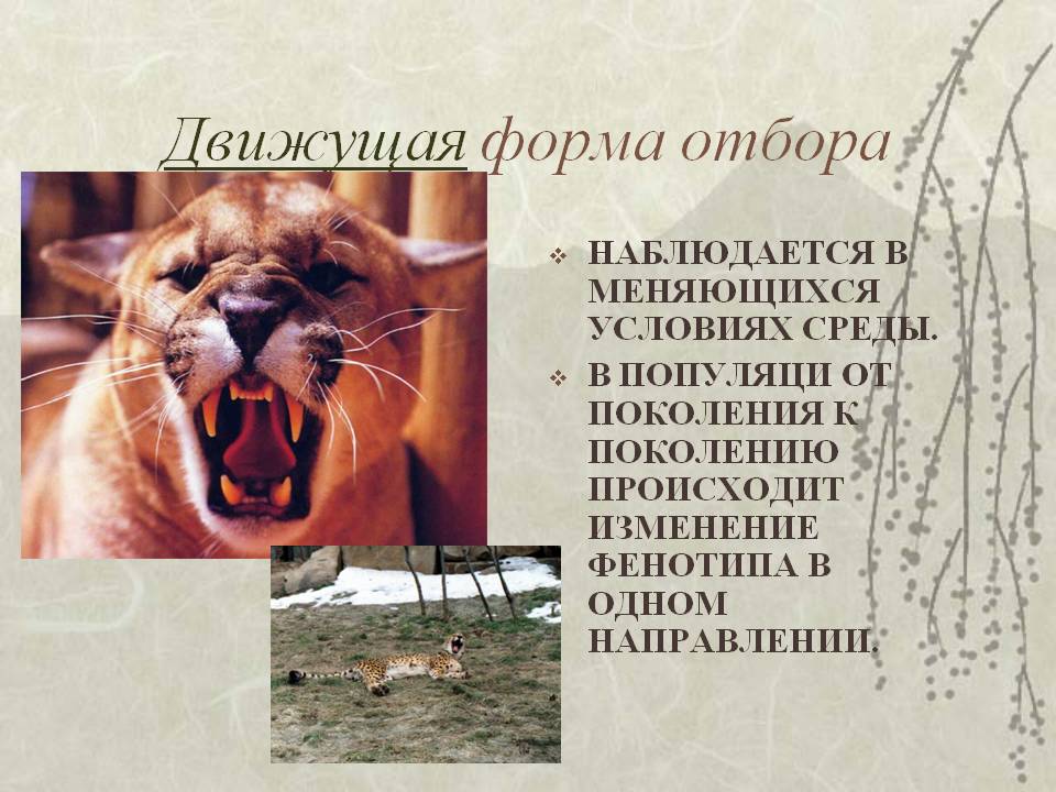 Движущая форма отбора