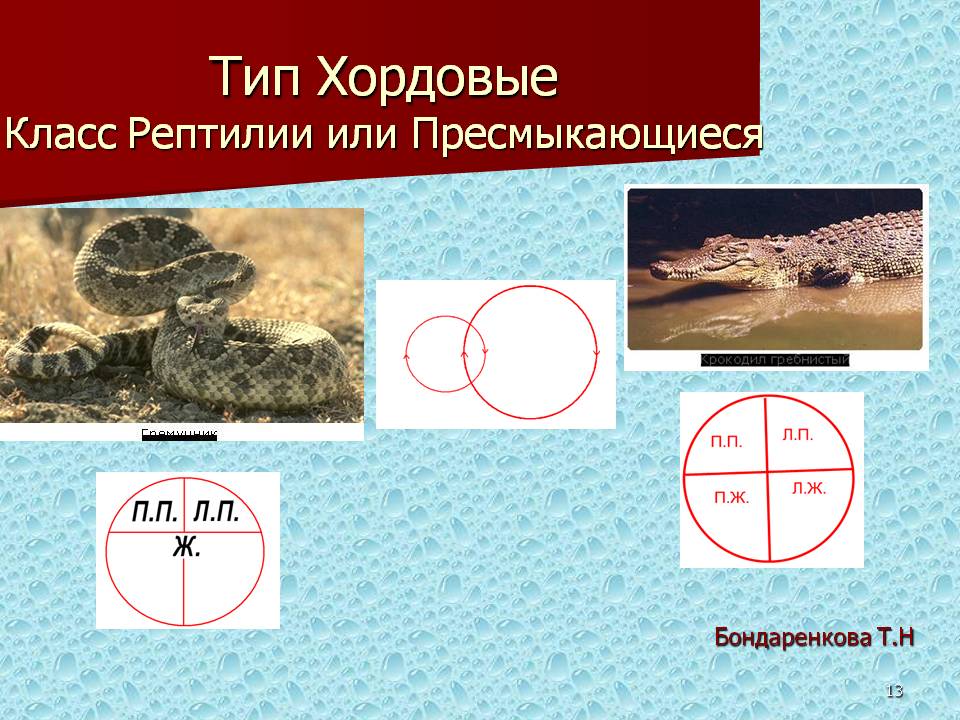 Тип Хордовые Класс Рептилии или Пресмыкающиеся