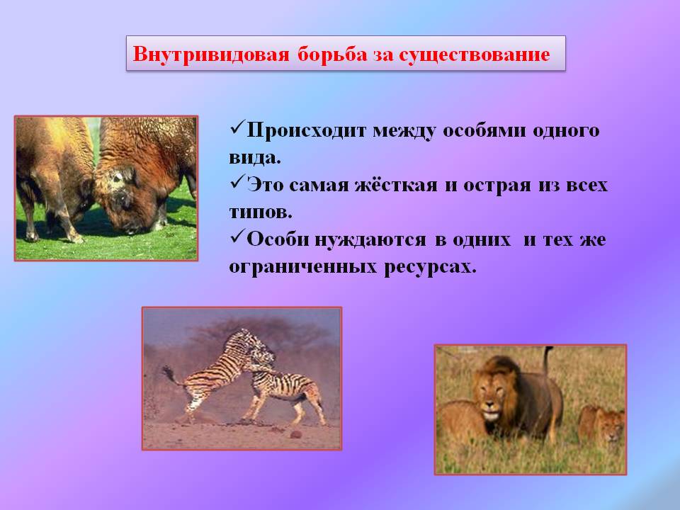 Внутривидовая борьба