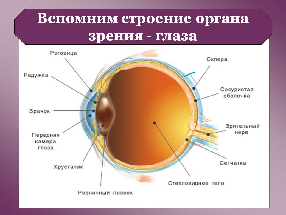Строение органа зрения
