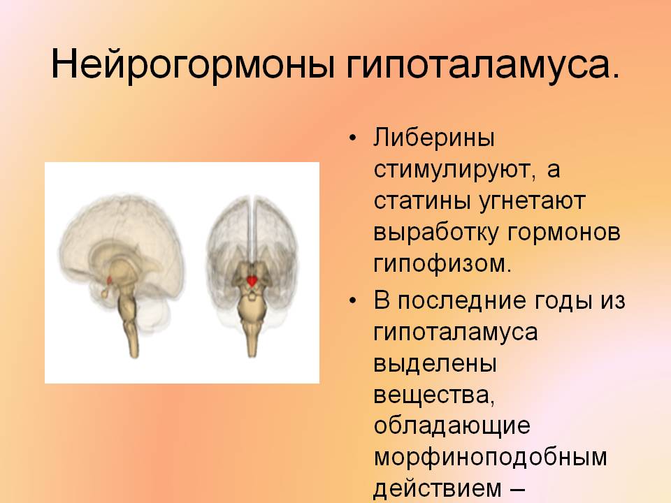 Нейрогормоны гипоталамуса
