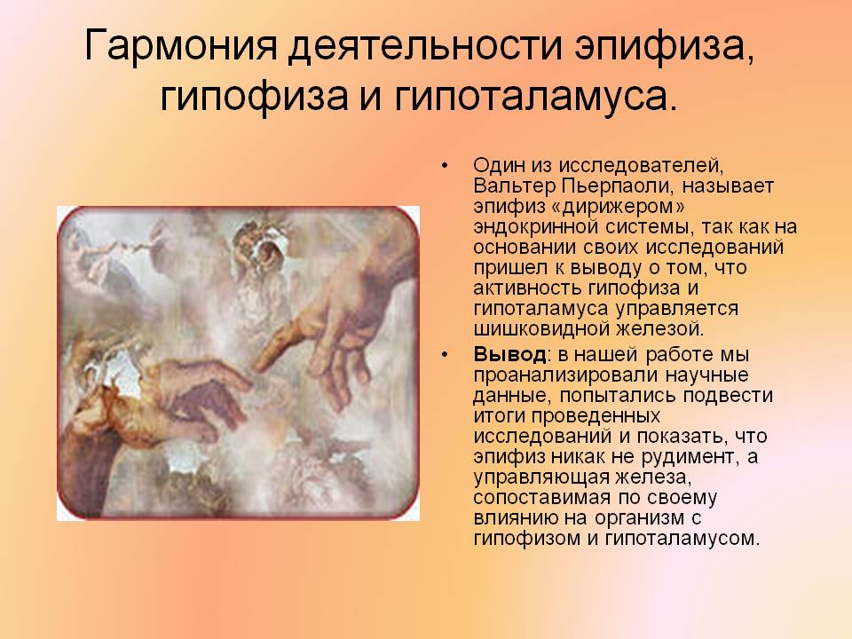 Гармония деятельности эпифиза, гипофиза и гипоталамуса