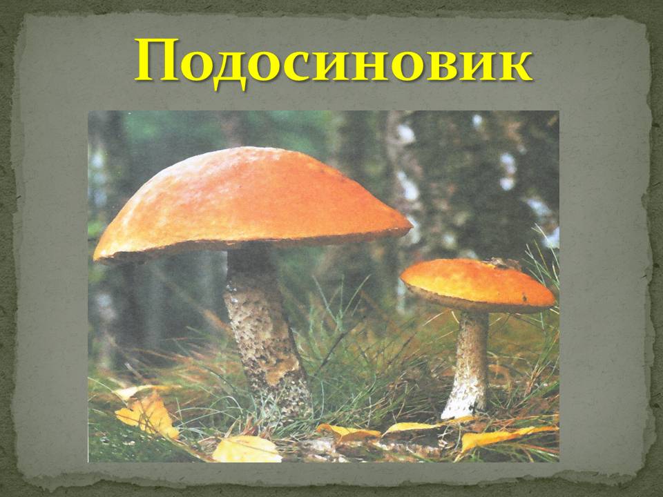 Подосиновик