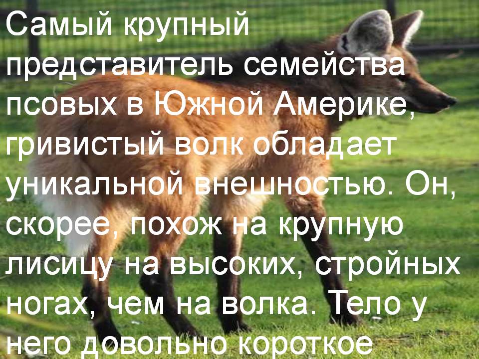 Самый крупный представитель семейства псовых в Южной Америке,