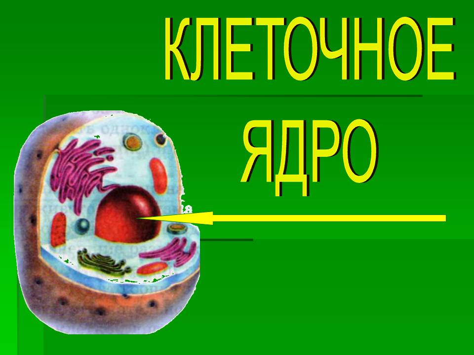 Клеточное ядро