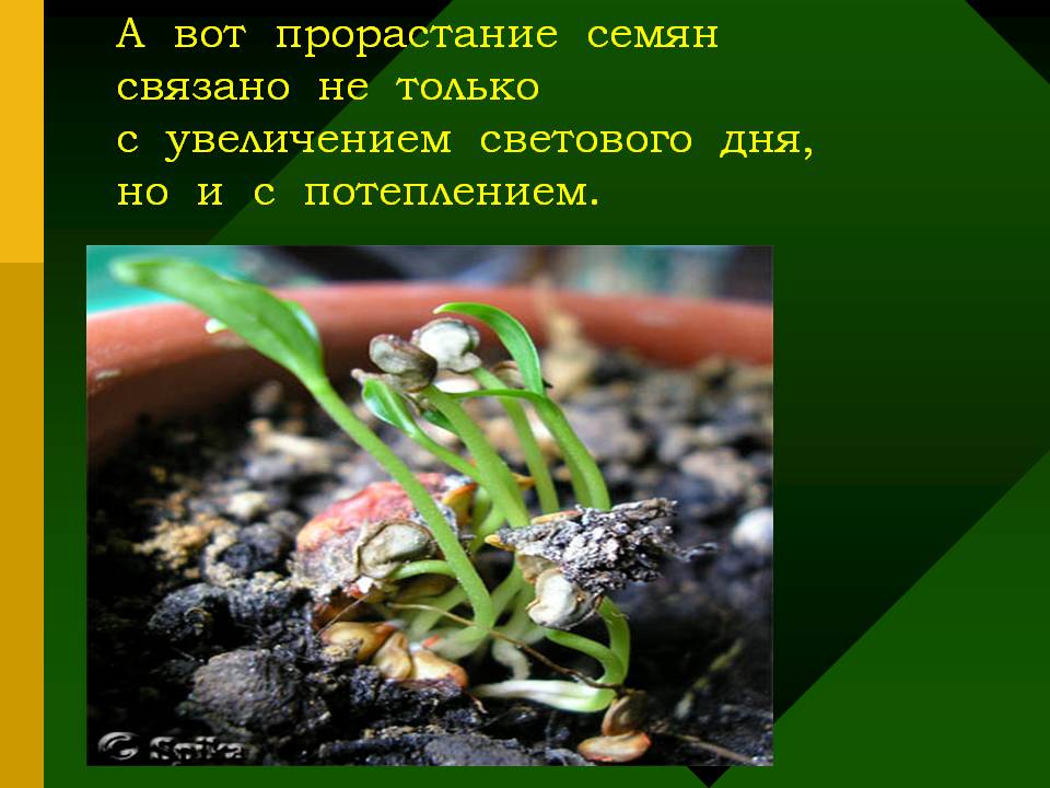А вот прорастание семян связано не только с увеличением светового дня,