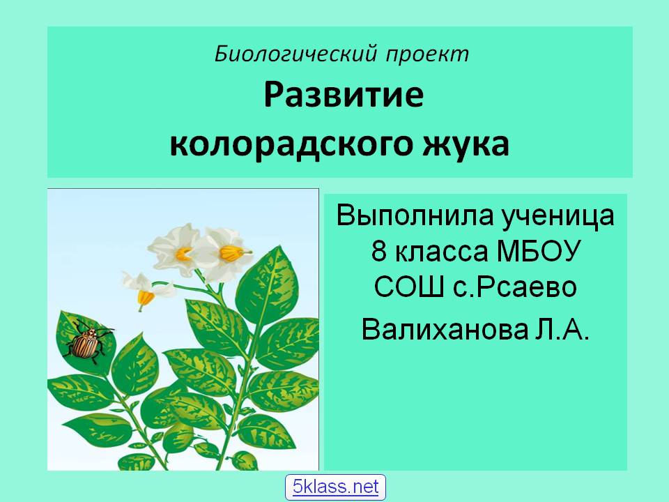 Развитие колорадского жука