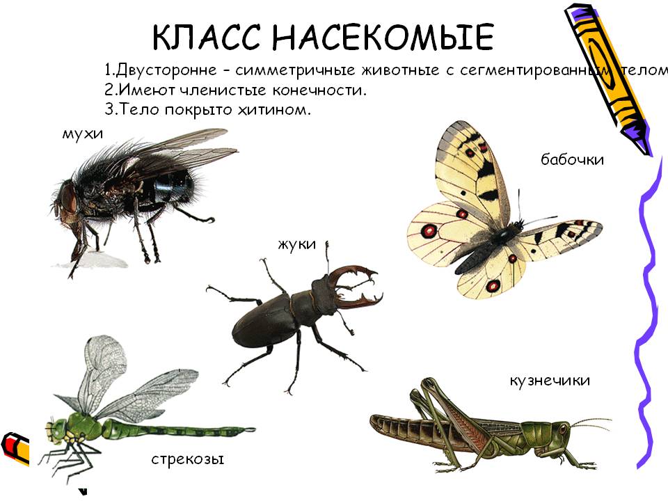 Членистые конечности