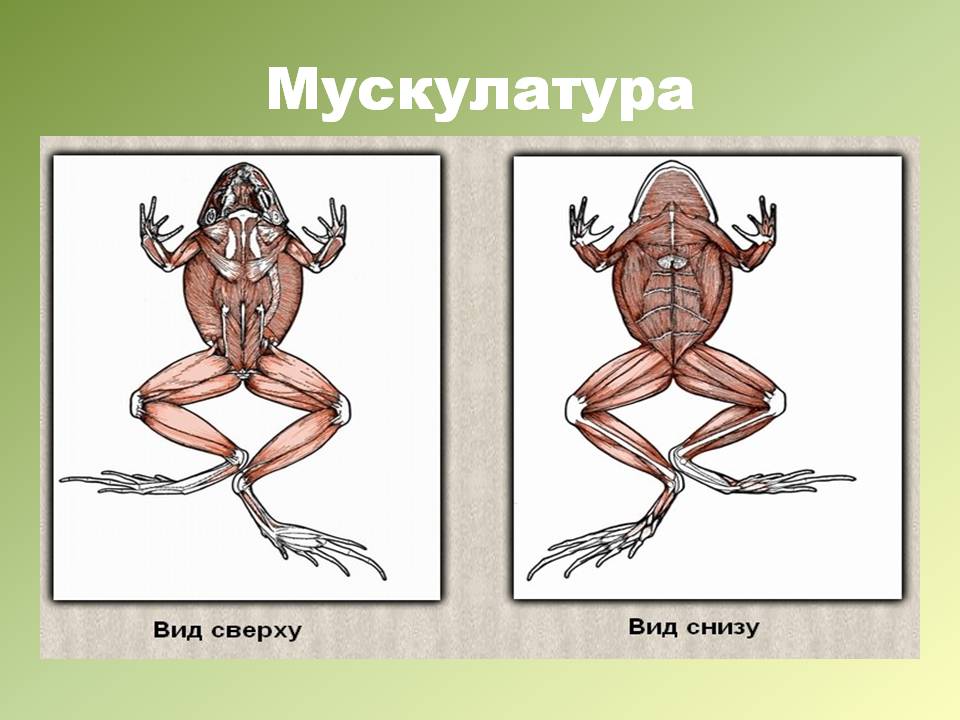 Мускулатура